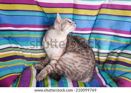 lounger cat Isolated on white background