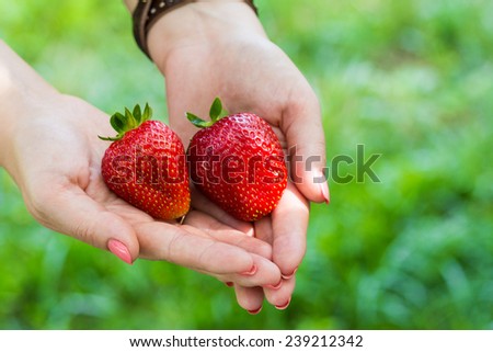 large Ripe red strawberries in hands