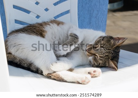 cat asleep in the shade