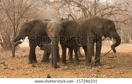 African elephant (Loxodonta africana) small herd of three cows and one calf