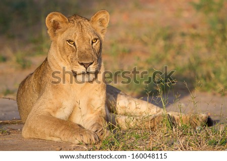 Sleepy-eyed Lioness (Panthera leo) in the early morning sun