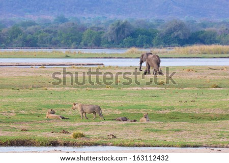 Lion (Panthera leo) and Elephant (Loxodonta africana) by the Zambezi River