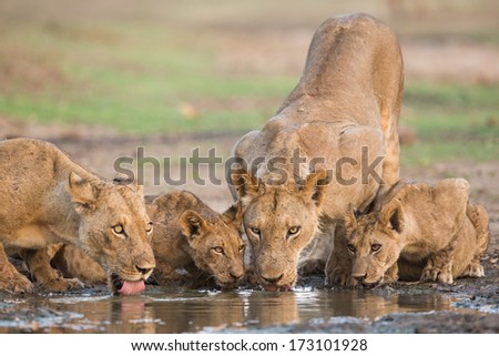 Lion (Panthera Leo) And Cubs Drinking