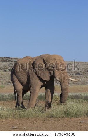 Desert African Elephant bull (Loxodonta africana)
