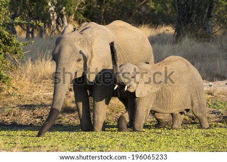 Elephant mother and calf drinking, calf with trunk up in the air