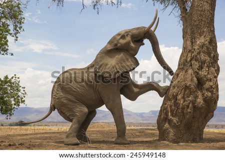 Tree-climbing African Elephant bull in Mana Pools, Zimbabwe