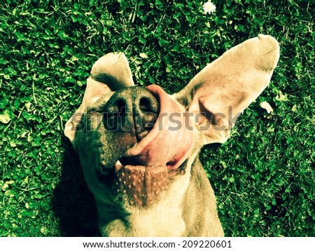 Weimaraner with long tongue