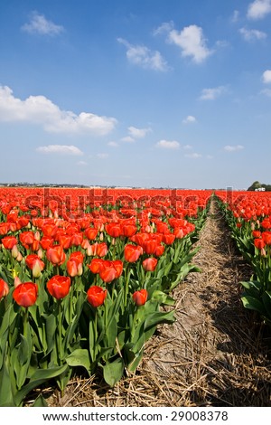 a field of red tulips un a nice sky
