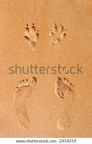 Human and dog footprints on a sea shore golden sand