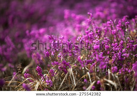 A field of purple forest heather