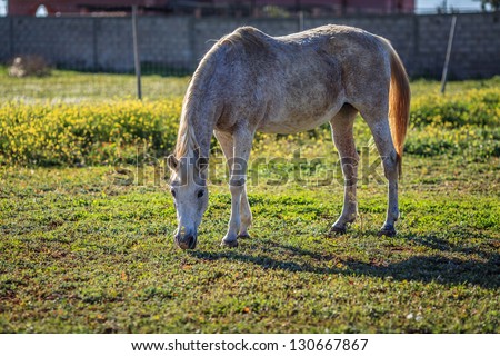 Full scale picture of horse eating grass