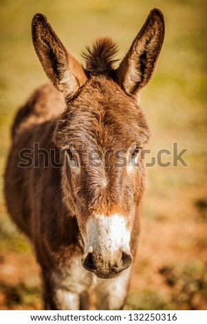 Donkey with his ears up