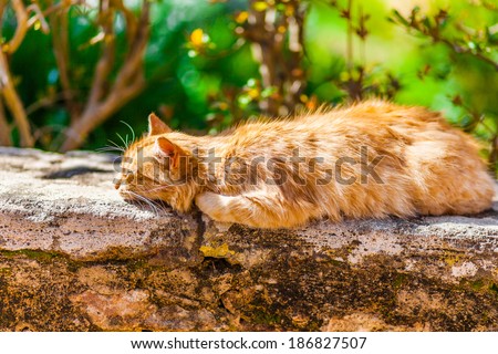 Orange cat sleeping on a stone wall