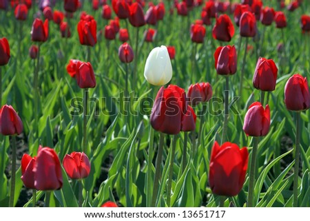 Outstanding specimen - one white tulip among many red ones