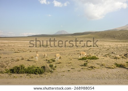 Photo taken from the bus of a group of free wild guanacos in the outsides of Arequipa in Peru, South America.