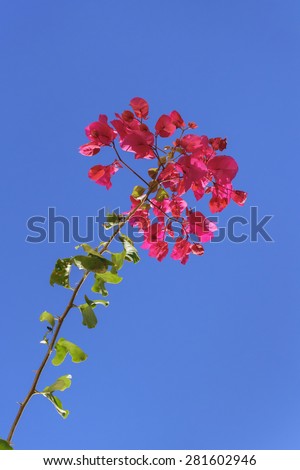 Beautiful red santa rita flowers low angle view photo against clean blue sky at background