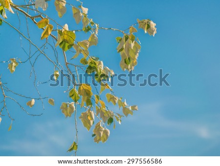 Autumn seasonal tree leaves and branches against clean blue sky.