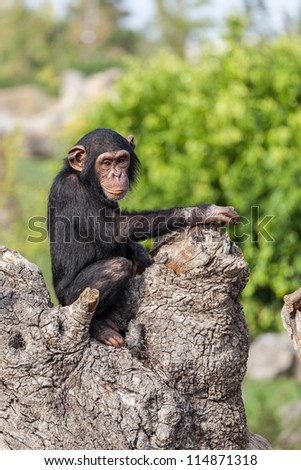 Chimpanzee in a tree (Portrait format)