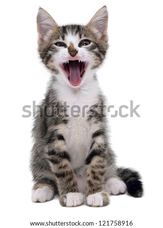 Gray Striped Kitten With Shock Grimace Isolated White