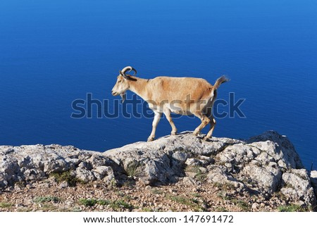 goat grazing on a rock against the sea