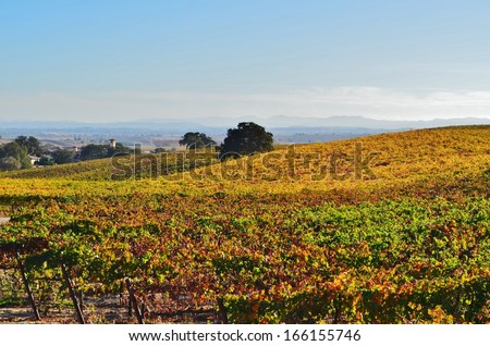 A rolling landscape of colorful grapevines covering the hillside.