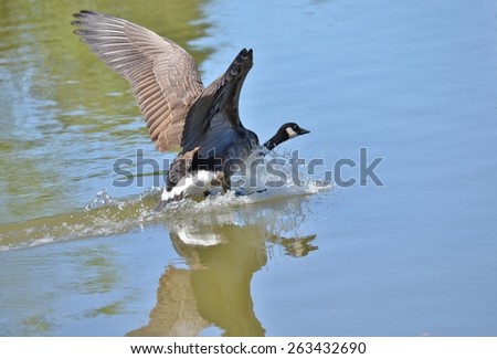 A large Canada goose landing on a calm, pristine lake in the mountains.  The wings are spread to slow it\'s descent and the reflection is shown on the water.  The webbed feet creates a frothy wake.