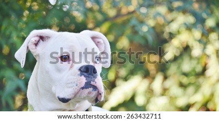 Close up of a beautiful, unique looking white boxer dog with one brown eye and one blue eye.  The dog is framed by a background of blurred trees.  Her ears are perked and she is alert to any sounds.