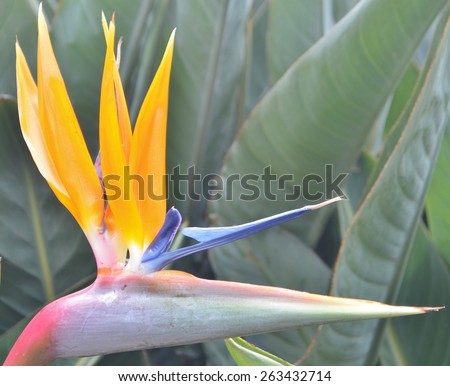 Close up of a colorful bird of paradise flower featuring the brilliant, sharp yellow and blue colors.  The name derives from the similarity of a bird\'s head and beak to the plant.