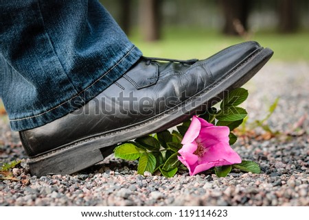 Rose crushed by a man stepping on it