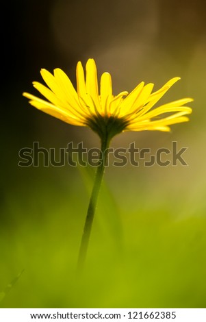 Yellow daisy flower in a green field under warm sunlight reaching to the sky