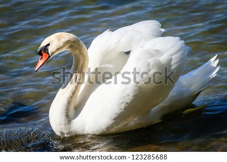 Mute Swan on the lake in Finland