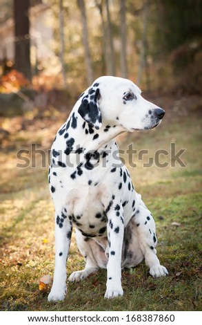 Dalmatian dog sitting on the grass on a sunny autumn day.