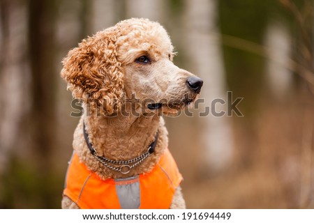 Standard poodle head close-up on a hunting session.
