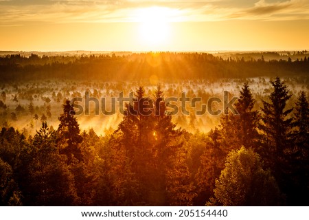 Sun rising on an early morning at the Torronsuo Swamp in Finland. The sun shining bright on golden sky.