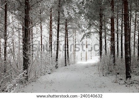 Snowy path going through the forest in the winter in Finland. White snow covering the trees and path leading to the woods.