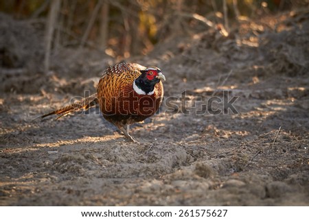 Pheasant walking on the ground day in the sunny early spring day in Finland. Shot with the flash for brighter colors.