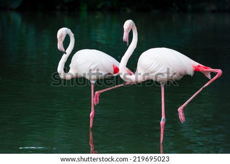 Flamingos standing on the river