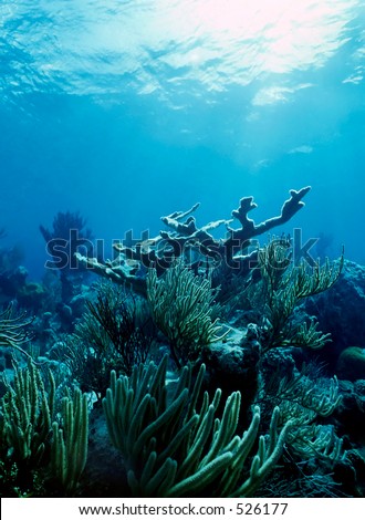 Natural ambient light underwater image here on a shallow coral patch with elkhorn coral and sea whips