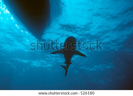Caribbean reef shark just below dive boat blocking this author\'s return to the boat. - soft focus