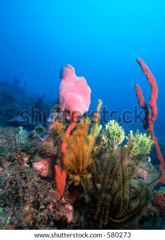 Colorful Caribbean coral reef complete with red finger sponges,golden crinoids, and vase sponges