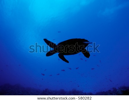 Silhouette of Hawksbill Turtle on Maldive reef