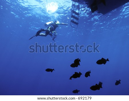 Diver returning to dive boat with a school of Black durgon fish below.