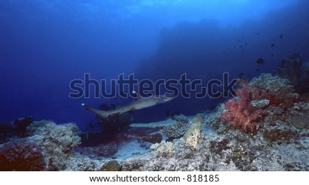 White tip shark off of Kadavu, Fiji