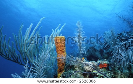 Healthy shallow coral reef complete with sea whips and a yellow tube sponge off of Union Island, St. Vincent and the Grenadines