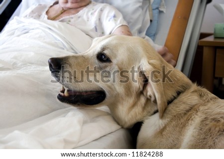 Therapy Dog receives a comforting stroke from a hospice patient.