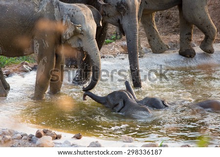 Baby elephant with mother play in cement ponds in the prairie safari.