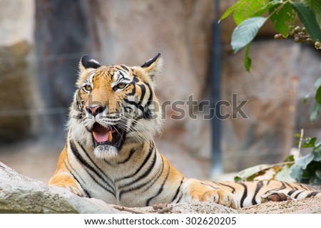Portrait of tiger sitting on a rock