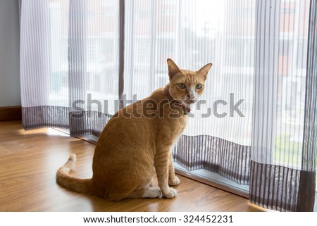 Orange Cat with collar sitting in the room