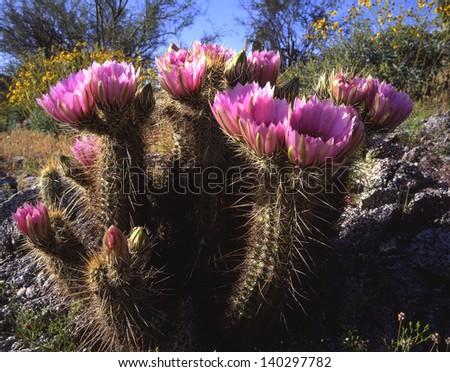 Cactus flowers, hedgehog, saguaros,prickly pear blooms brighten up the desert every spring/cactus flowers/Saguaro blooms are the state of arizona\'s state flower, hedgehog blooms are  pink.