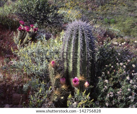 Desert saguaro cactus from the very young to the 200 year old kind/saguaro cactus/On the sonoran desert stands the largest cactus in the world, the saguaro. Hedgehog cactus circle this young cactus.